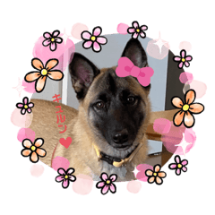 [LINEスタンプ] 雑種犬ゆずのスタンプ(日常使い)