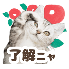 [LINEスタンプ] 猫のスズのスタンプ