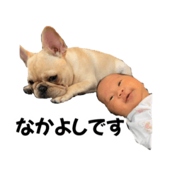 [LINEスタンプ] フレンチブルドッグのまさこちゃん ①