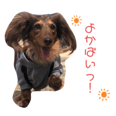 [LINEスタンプ] わんころLife(佐賀ver)