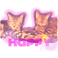 [LINEスタンプ] cat and dog stamp《ねこいぬスタンプ》