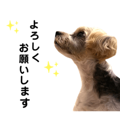 [LINEスタンプ] 敬語とカジュアル【挨拶編】
