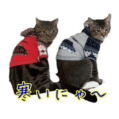 [LINEスタンプ] アメリカンショートヘアのちょこ にゃ♪♪