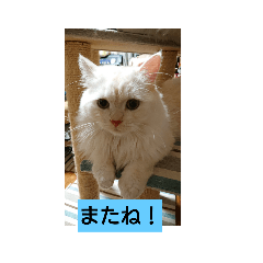 [LINEスタンプ] スコタンとマフィン