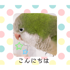 [LINEスタンプ] 癒しの鳥