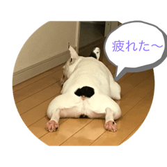 [LINEスタンプ] フレブルパラダイス