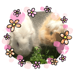 [LINEスタンプ] ロート＆ファンタ