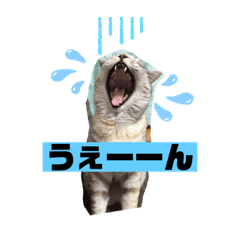 [LINEスタンプ] にゃん言葉