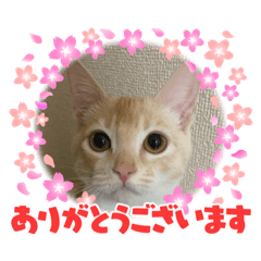 [LINEスタンプ] きなこ 〜ちょいとお遊び〜