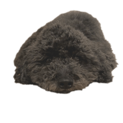 [LINEスタンプ] マンディンガ 2