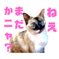 [LINEスタンプ] ニャンか話してるニャンズ