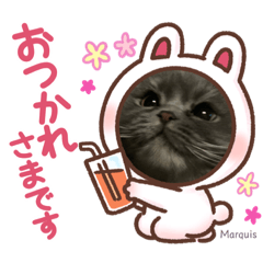 [LINEスタンプ] cat.Marquis