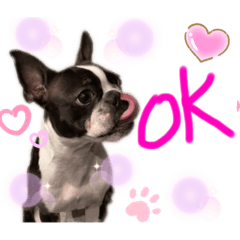 [LINEスタンプ] Boston terrier Nory stamp2