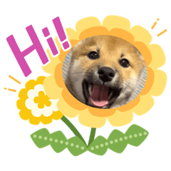 [LINEスタンプ] 柴犬 虎太郎①