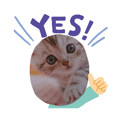 [LINEスタンプ] マイぬこ