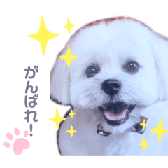 [LINEスタンプ] 愛犬マルのスタンプ①