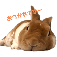[LINEスタンプ] うちのまるたさんスタンプ