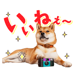 [LINEスタンプ] 柴犬キラ