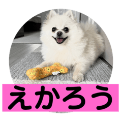 [LINEスタンプ] 山口弁ポメラニアン