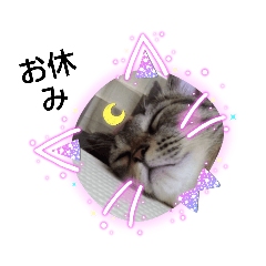 [LINEスタンプ] ゆずにゃん5