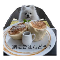 [LINEスタンプ] 白ポメのチェリ