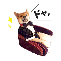 [LINEスタンプ] 柴犬雑種犬おさむ