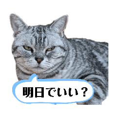 [LINEスタンプ] ねこ目線 New