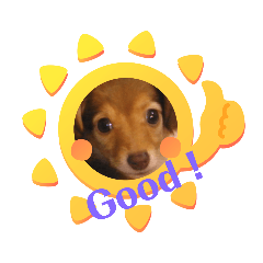[LINEスタンプ] チワックスのクッキーちゃんVersion3