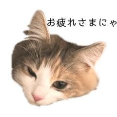 [LINEスタンプ] シエル5