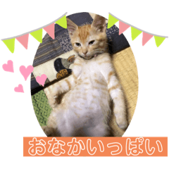 [LINEスタンプ] 白黒猫の雫ちゃんと茶トラ猫のテオくん☆7