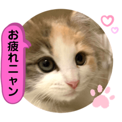 [LINEスタンプ] 良く使う猫のナナスタンプ