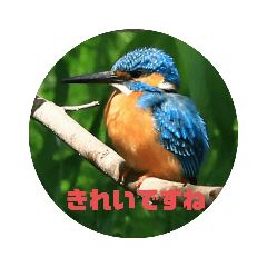[LINEスタンプ] 野鳥のさえずり
