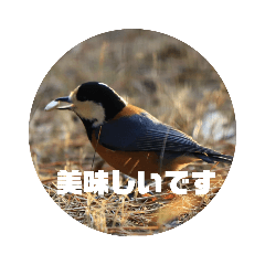 [LINEスタンプ] 野鳥のさえずり②