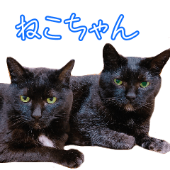 [LINEスタンプ] 使いやすいくろねこ