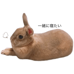 [LINEスタンプ] ぽけーっとしたうしゃぎしゃん