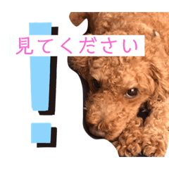 [LINEスタンプ] トイプのけーちゃん！！敬語も使えるよ！