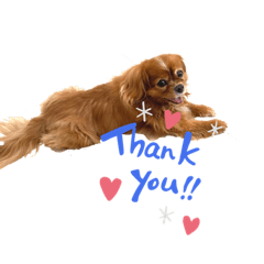 [LINEスタンプ] chacoたん❤️2