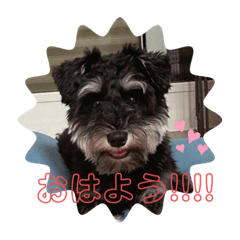 [LINEスタンプ] 心春とココ 2