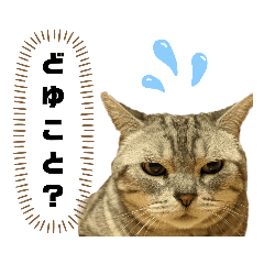 [LINEスタンプ] ねこ目線 Next