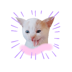 [LINEスタンプ] 元気な可愛い子猫