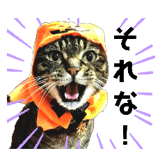 [LINEスタンプ] 犬猫ハシビロコウ