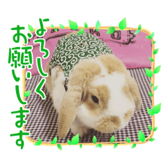 [LINEスタンプ] 「うさカフェりび」全員集合