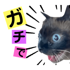 [LINEスタンプ] ねこスタンプMADJAPAN