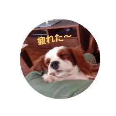 [LINEスタンプ] ギャバちゃん