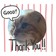 [LINEスタンプ] コンスタ4
