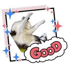 [LINEスタンプ] シロシロシロ