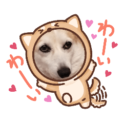 [LINEスタンプ] コーギーミミちゃんダヨーン