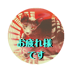 [LINEスタンプ] 三角な猫7