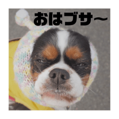 [LINEスタンプ] キャバリアのブサミル1