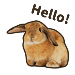 [LINEスタンプ] What's up, Everybun！ (English ver.)
